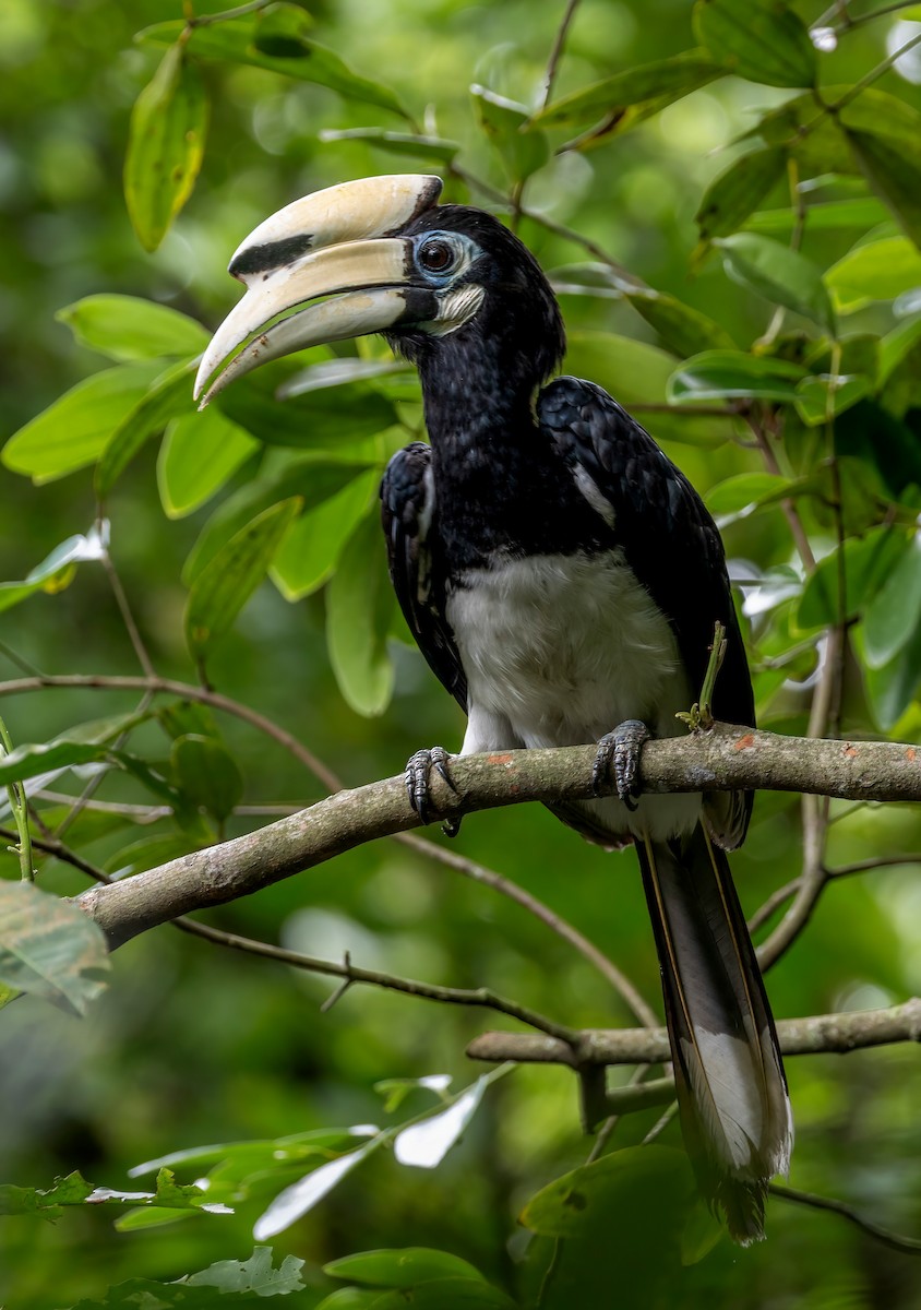 Oriental Pied-Hornbill - ML652195299