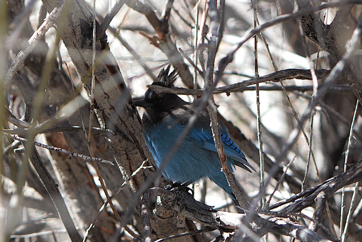 Steller's Jay - ML652195300