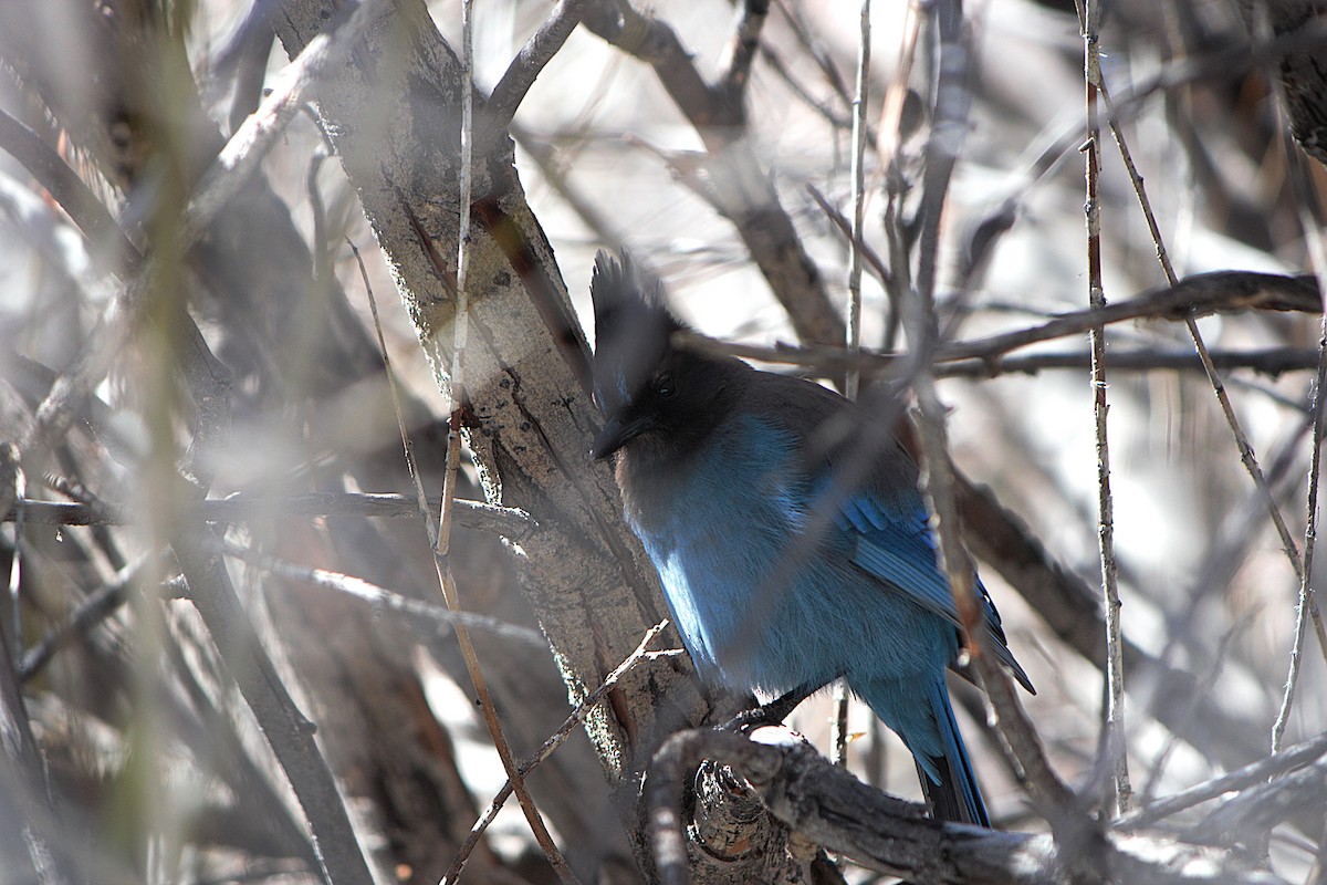 Steller's Jay - ML652195301