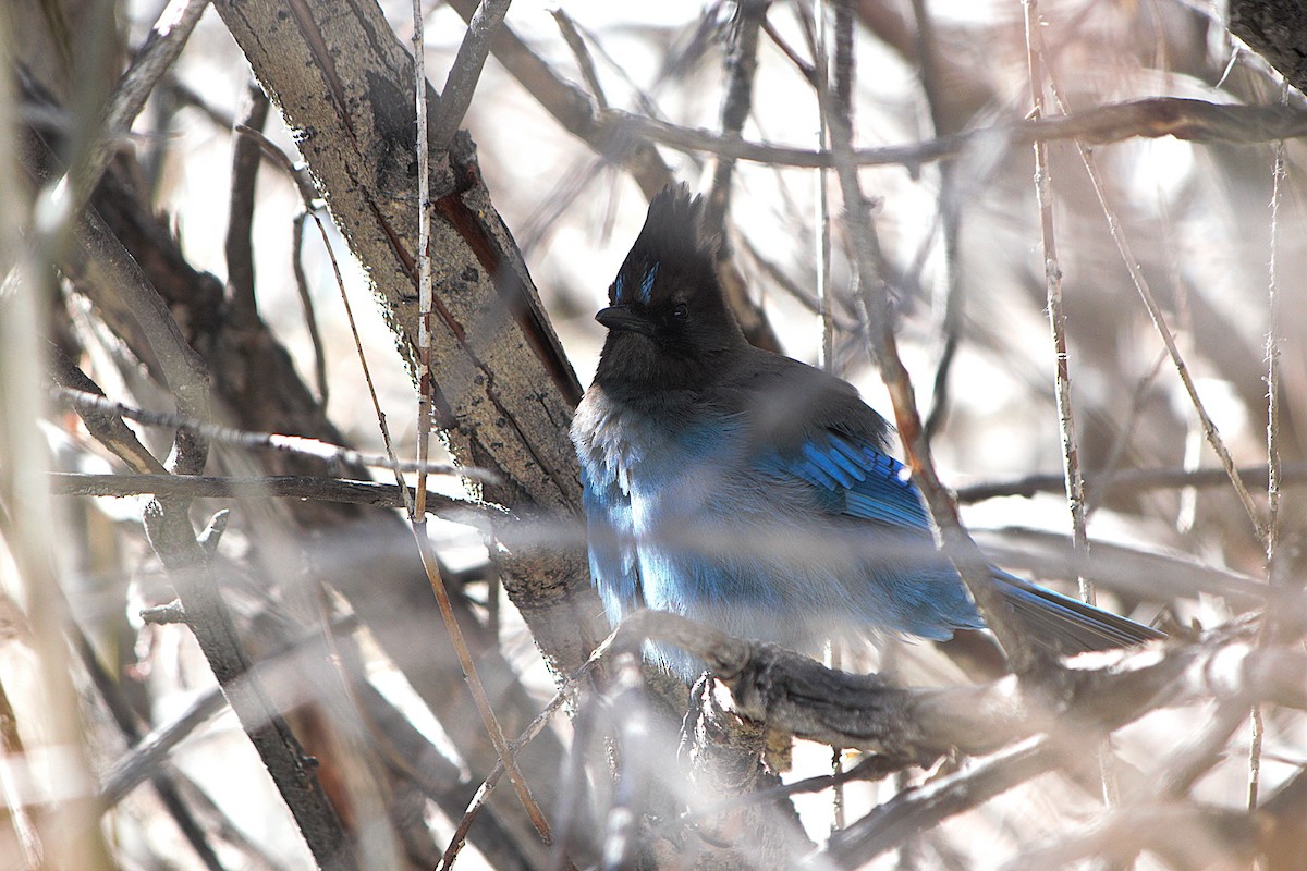 Steller's Jay - ML652195302