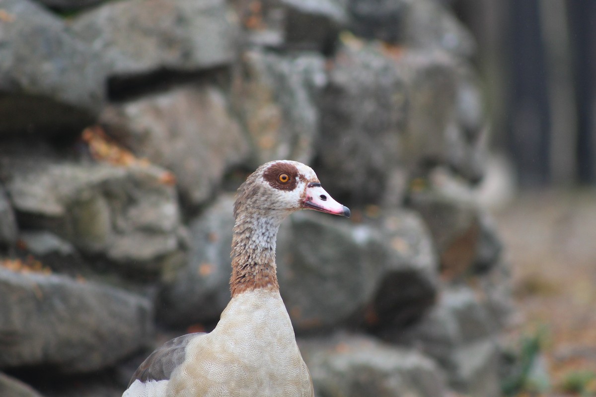 Egyptian Goose - ML652195306