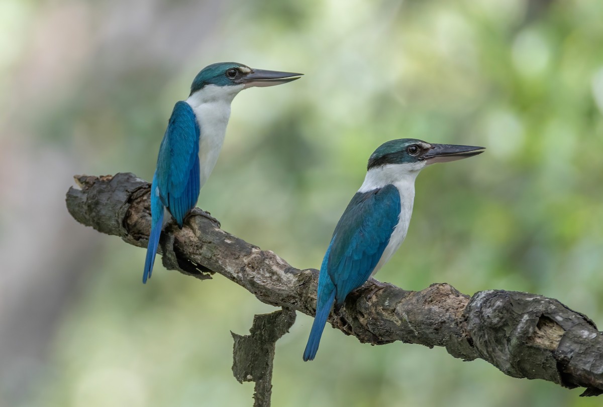 Collared Kingfisher - ML652195314