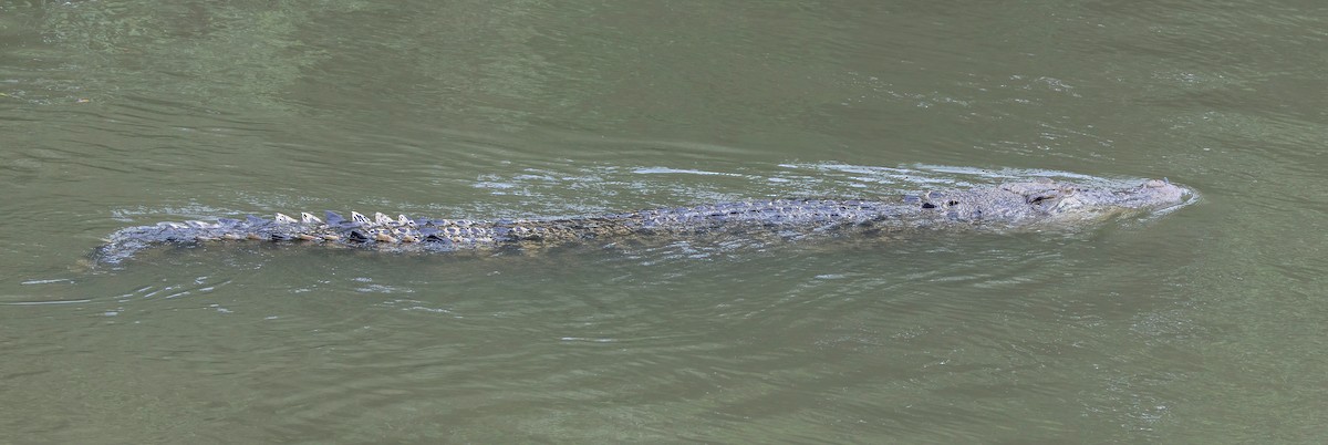 Animals - ML652195318