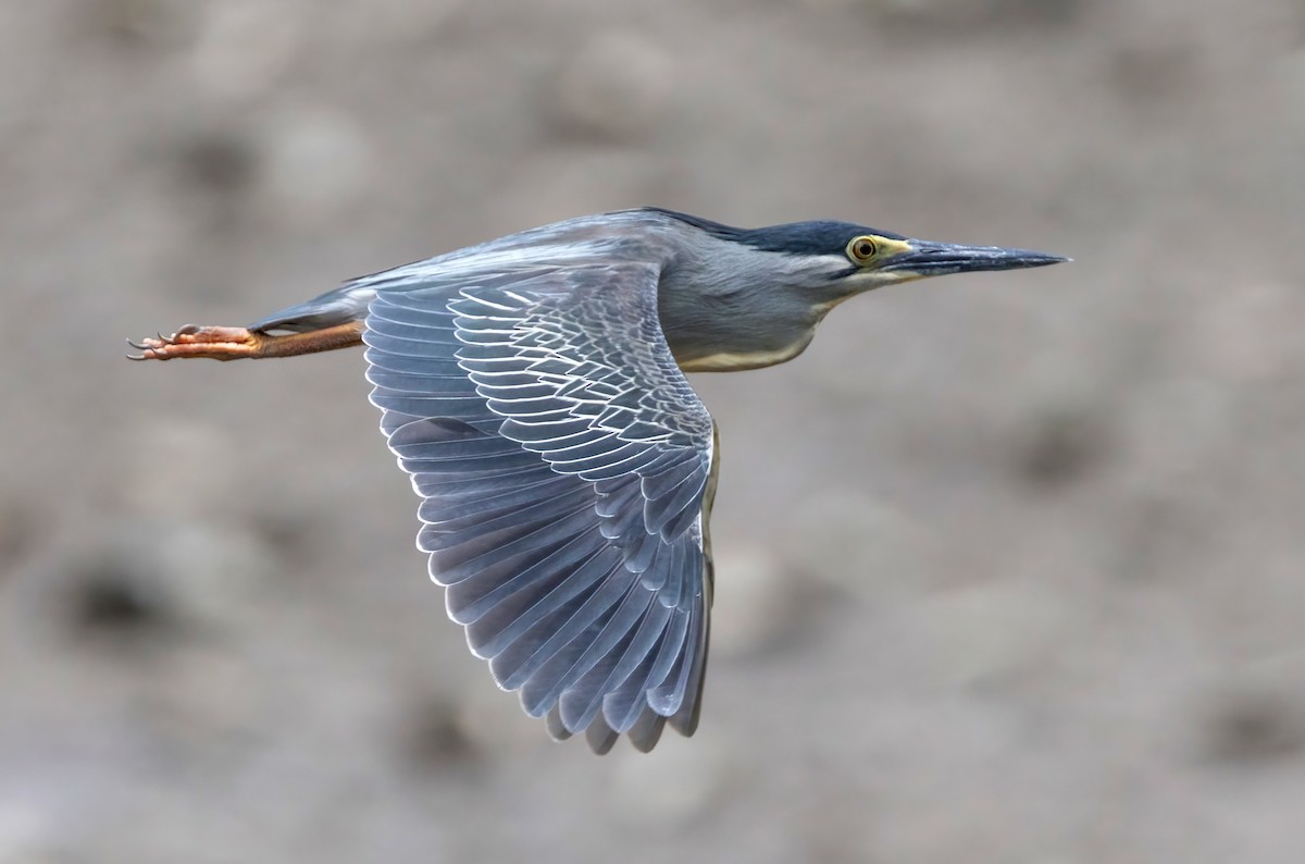 Little Heron - ML652195361