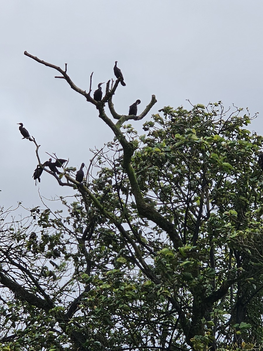 Баклан бразильський - ML652195532