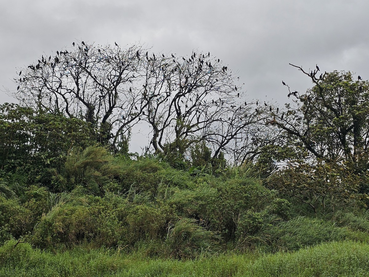 Баклан бразильський - ML652195533