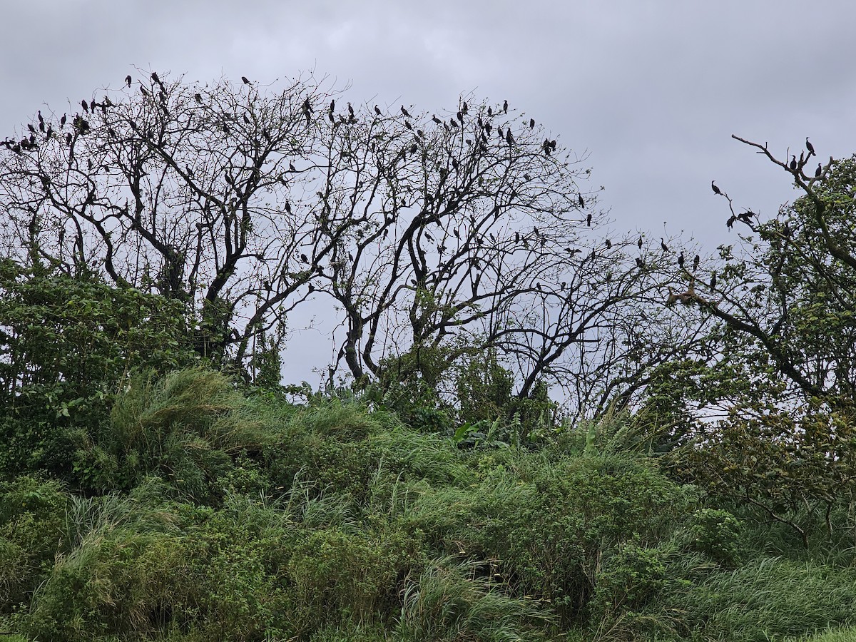 Баклан бразильський - ML652195534