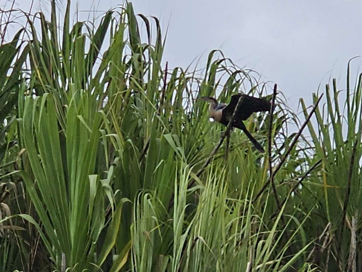 Змієшийка американська - ML652195622