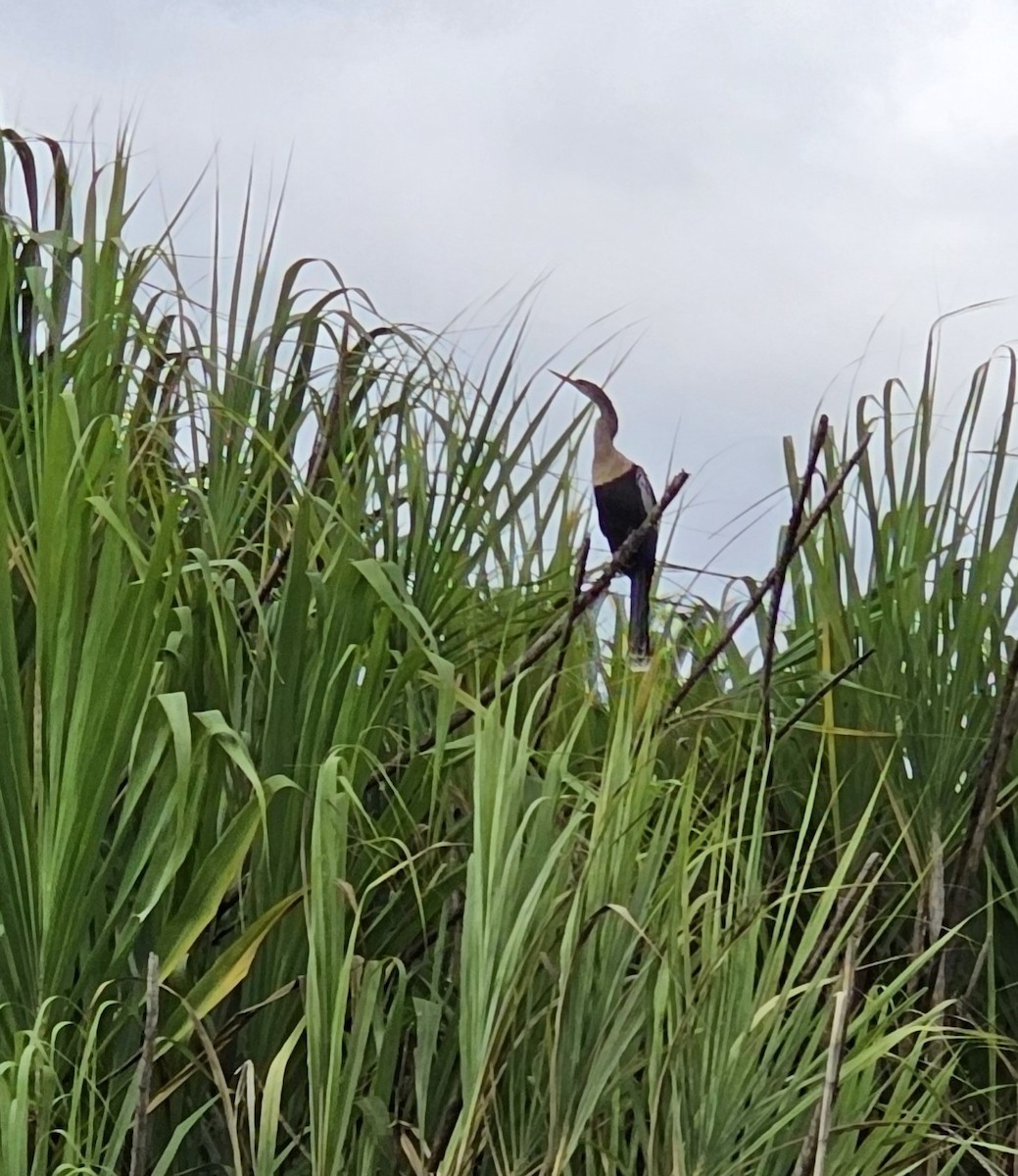 Змієшийка американська - ML652195623