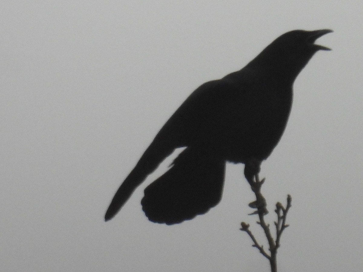 American Crow - ML652195629