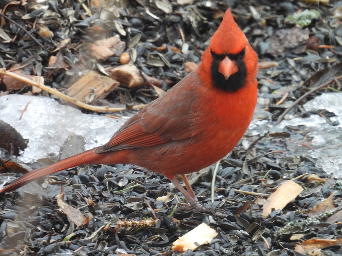 Northern Cardinal - ML652195631