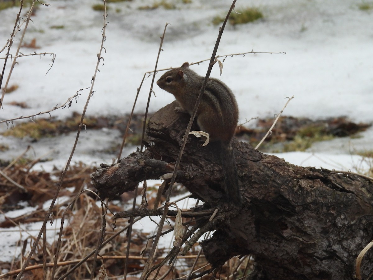 Eastern Chipmunk - ML652195641