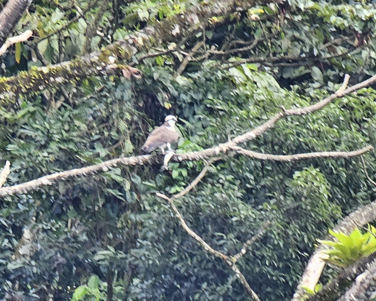 Скопа західна - ML652195686