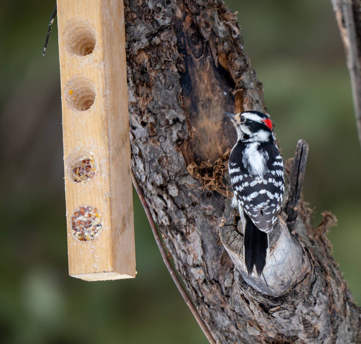 Pico Pubescente - ML652195699