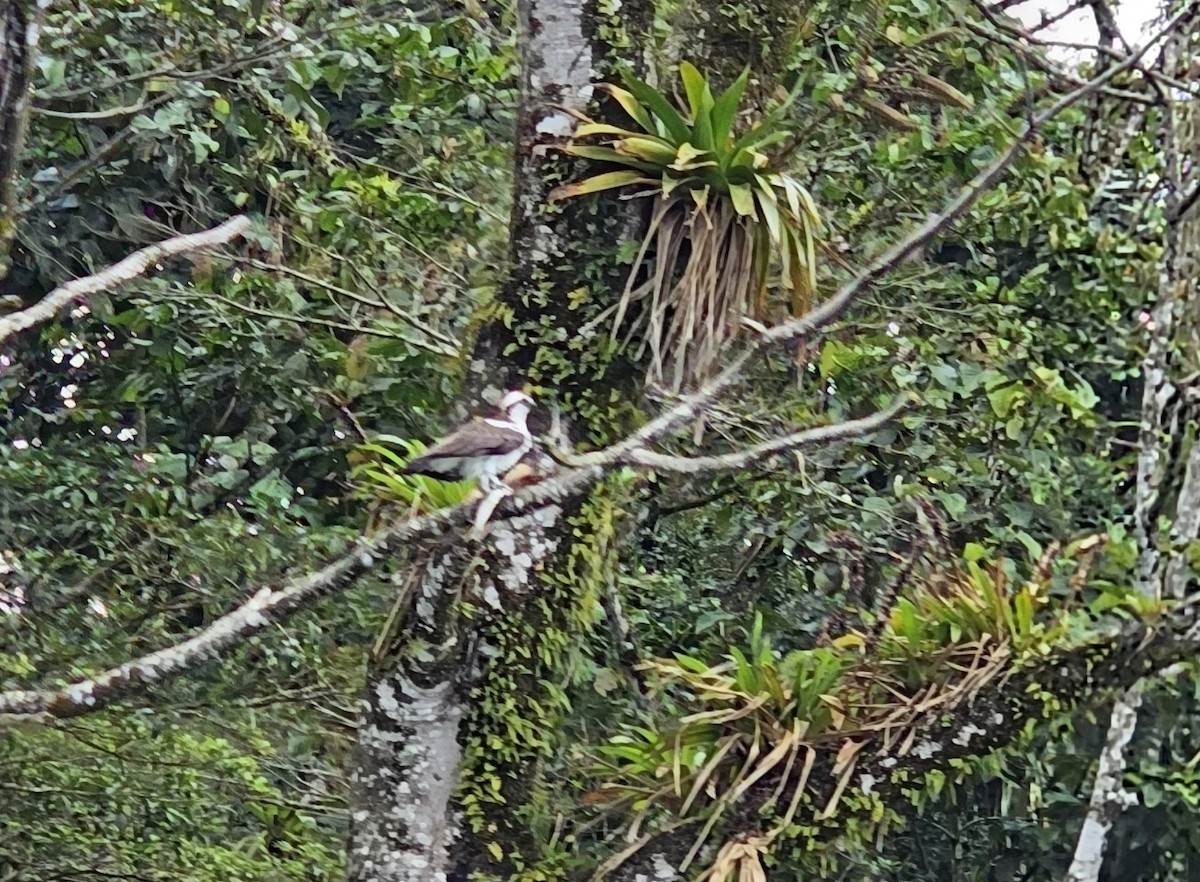 Скопа західна - ML652195714