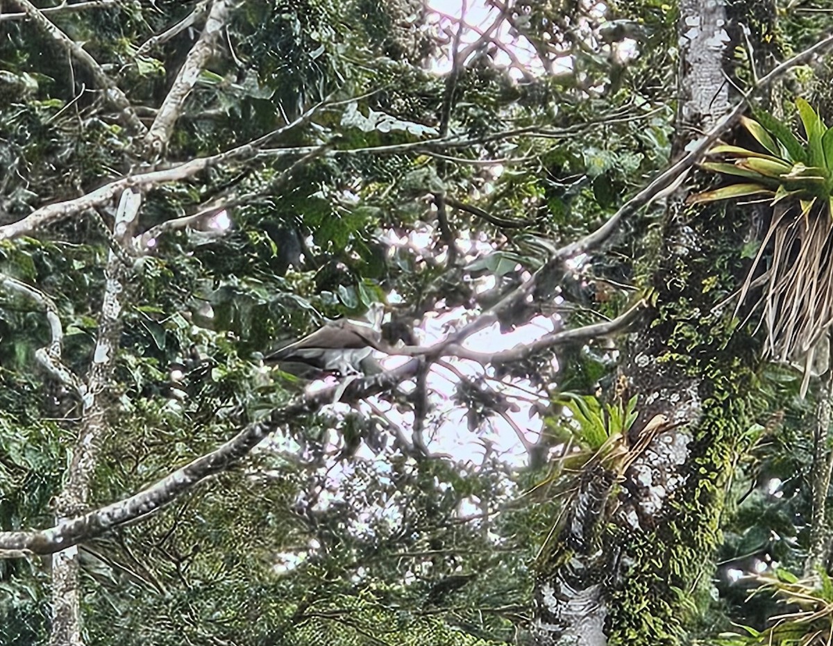 Скопа західна - ML652195723