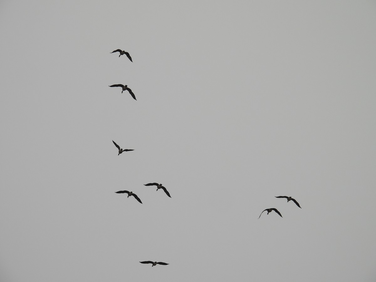 Canada Goose - ML652195732