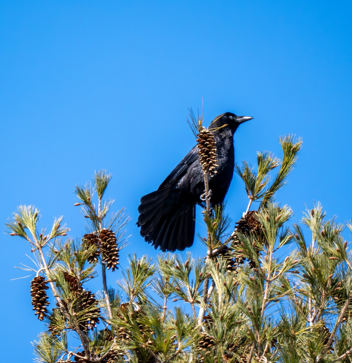 Cuervo Americano - ML652195769