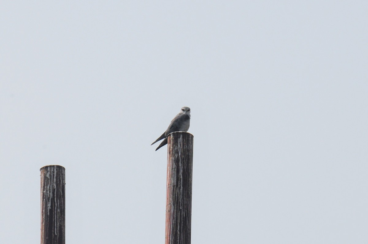 Black-winged Kite - ML652195770