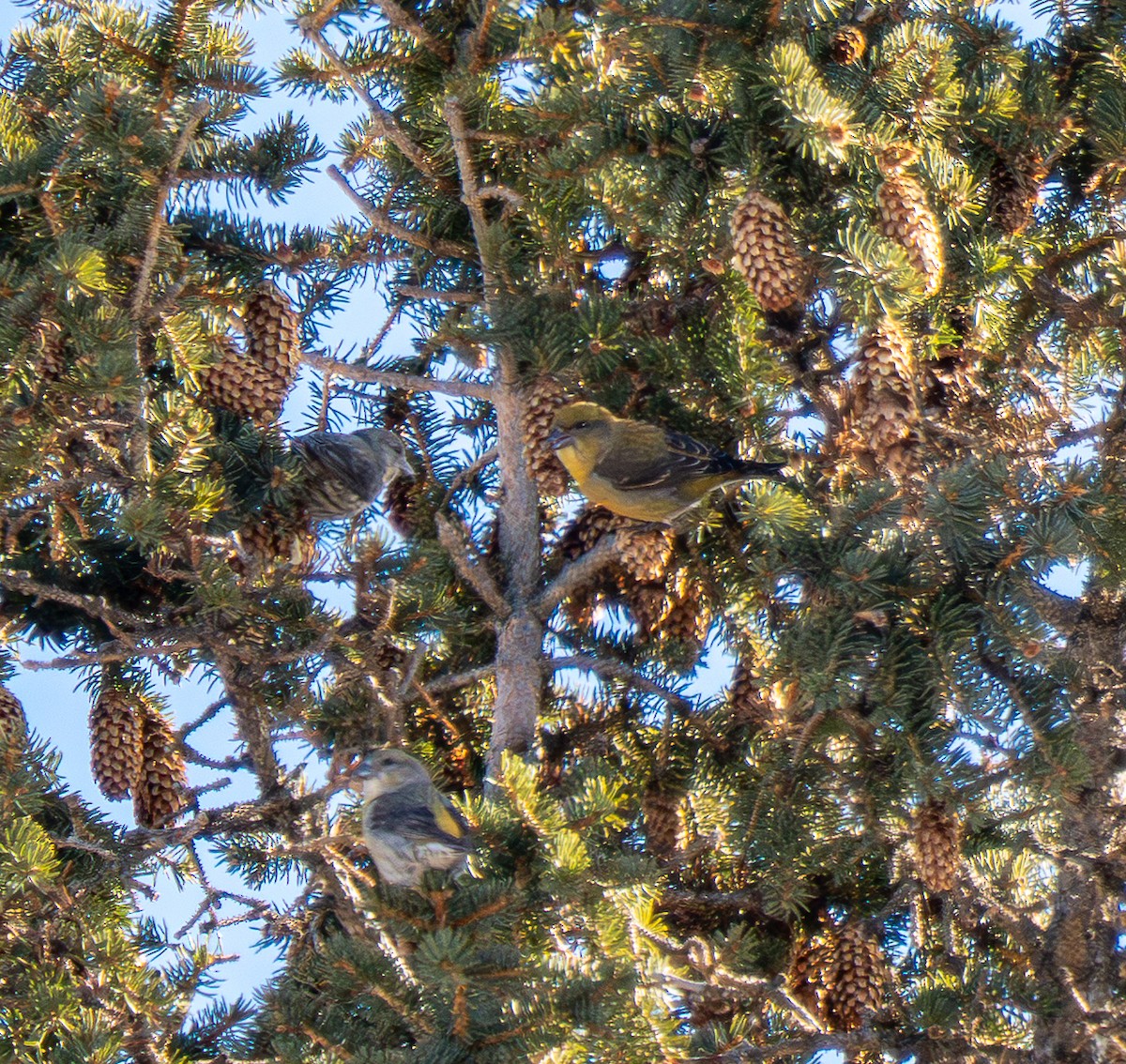 Piquituerto Común - ML652195777