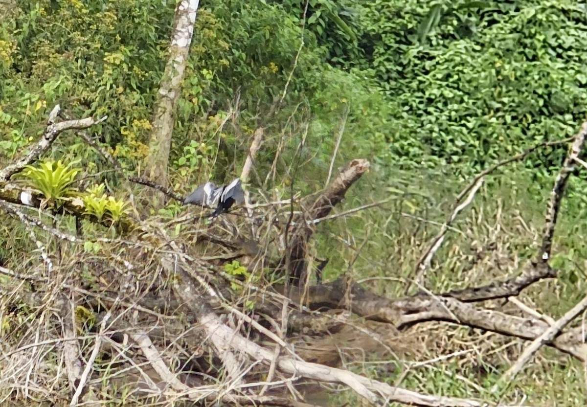 Змієшийка американська - ML652195778