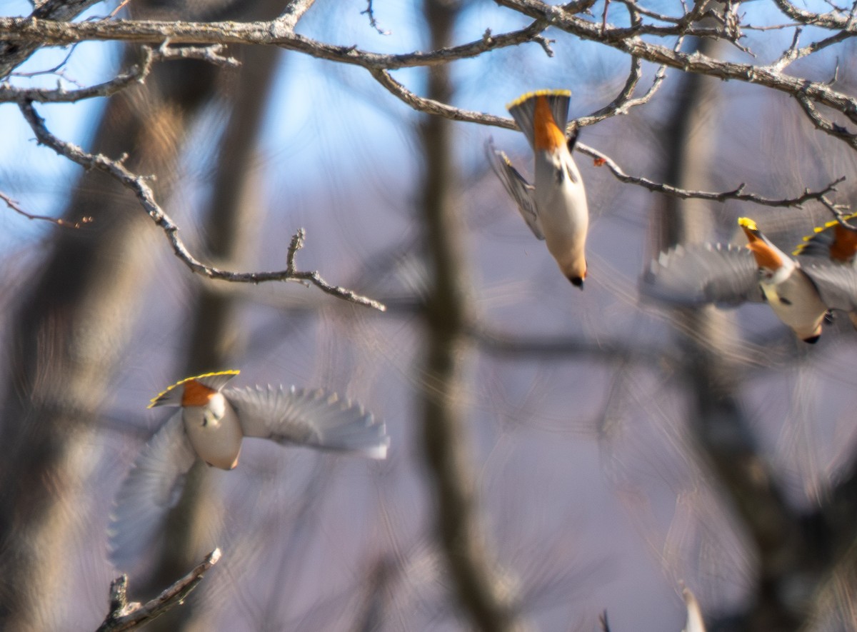 Ampelis Europeo - ML652195809