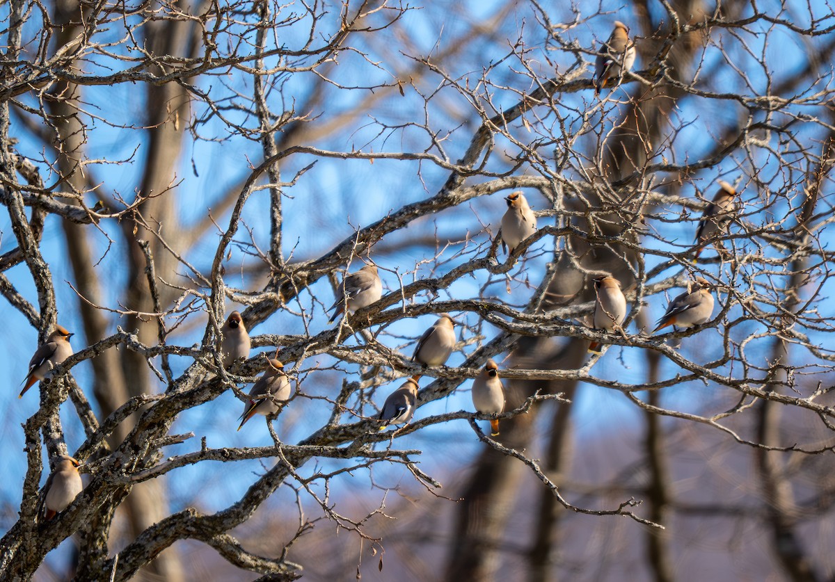 Ampelis Europeo - ML652195810