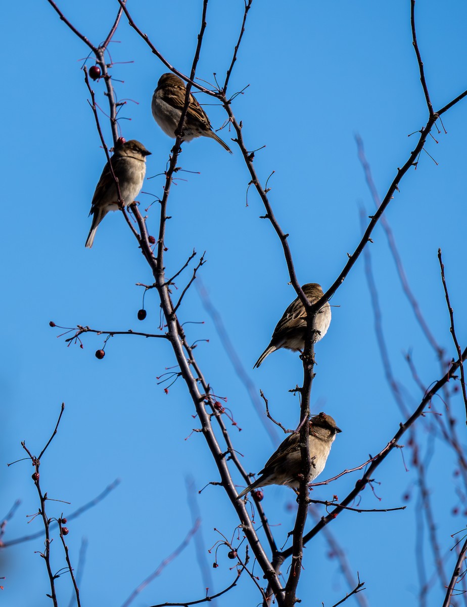 Gorrión Común - ML652195818