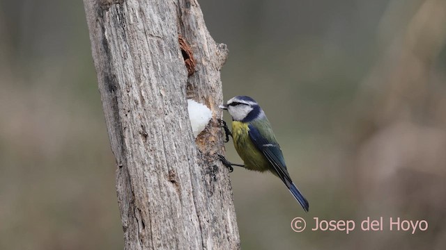Herrerillo Común - ML652195867