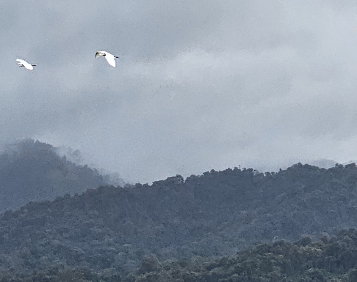 Чапля велика - ML652195874