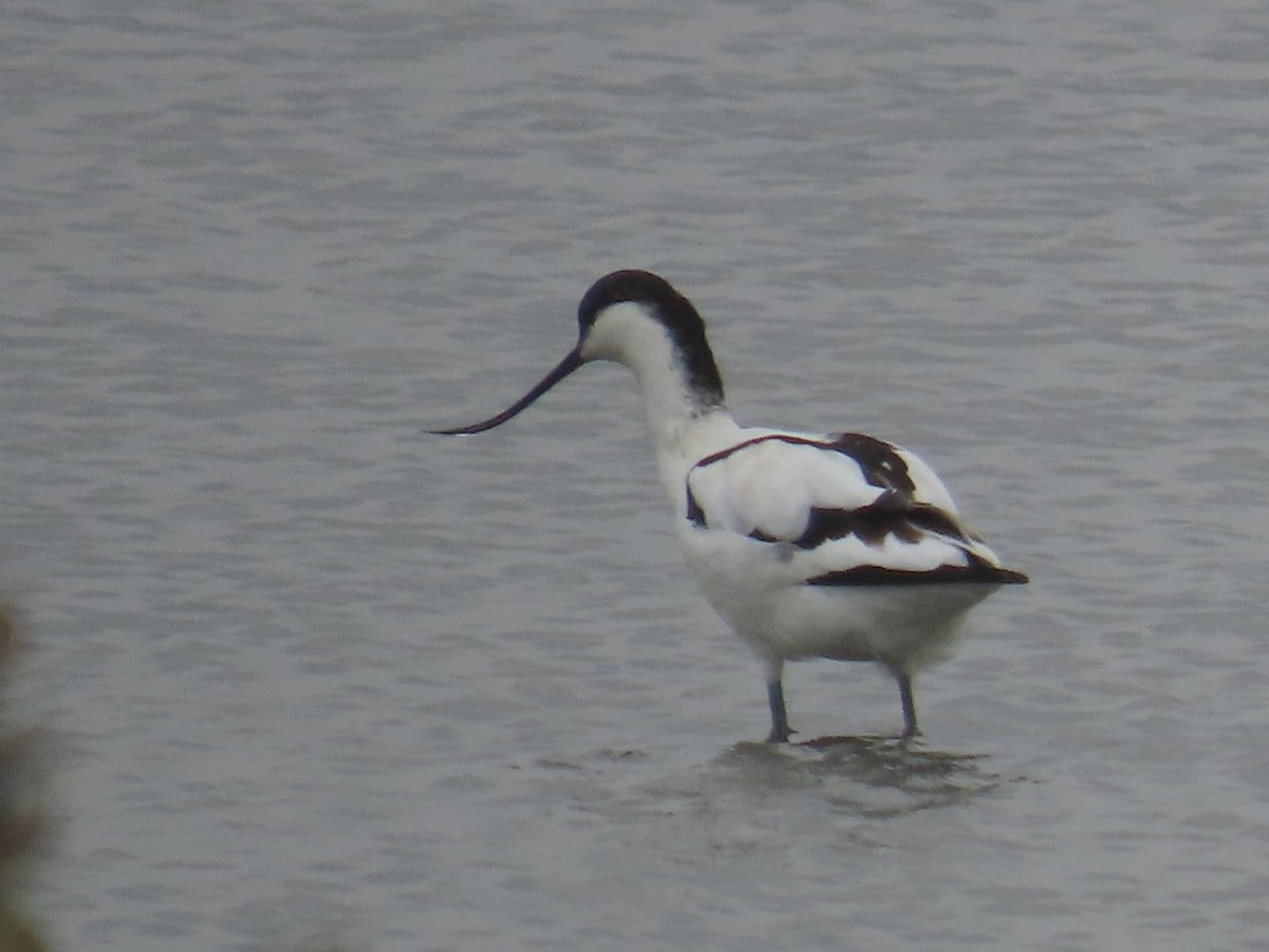 Abozeta kaskabeltza - ML652195968