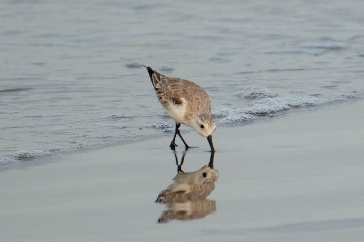 Alaska Kumkuşu - ML652196011