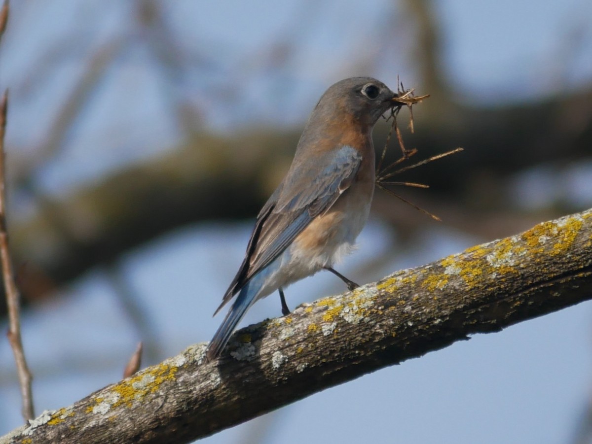 Eastern Bluebird - ML652196057