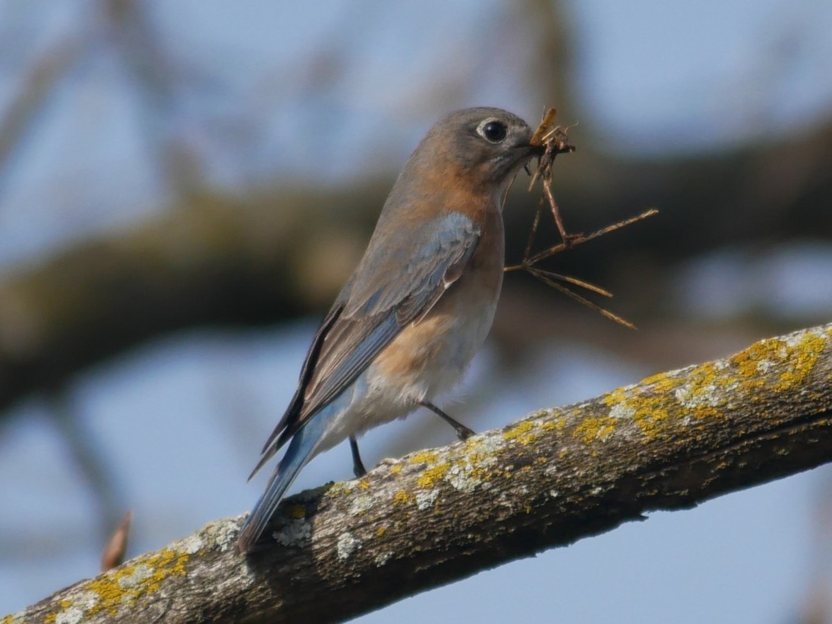 Eastern Bluebird - ML652196058