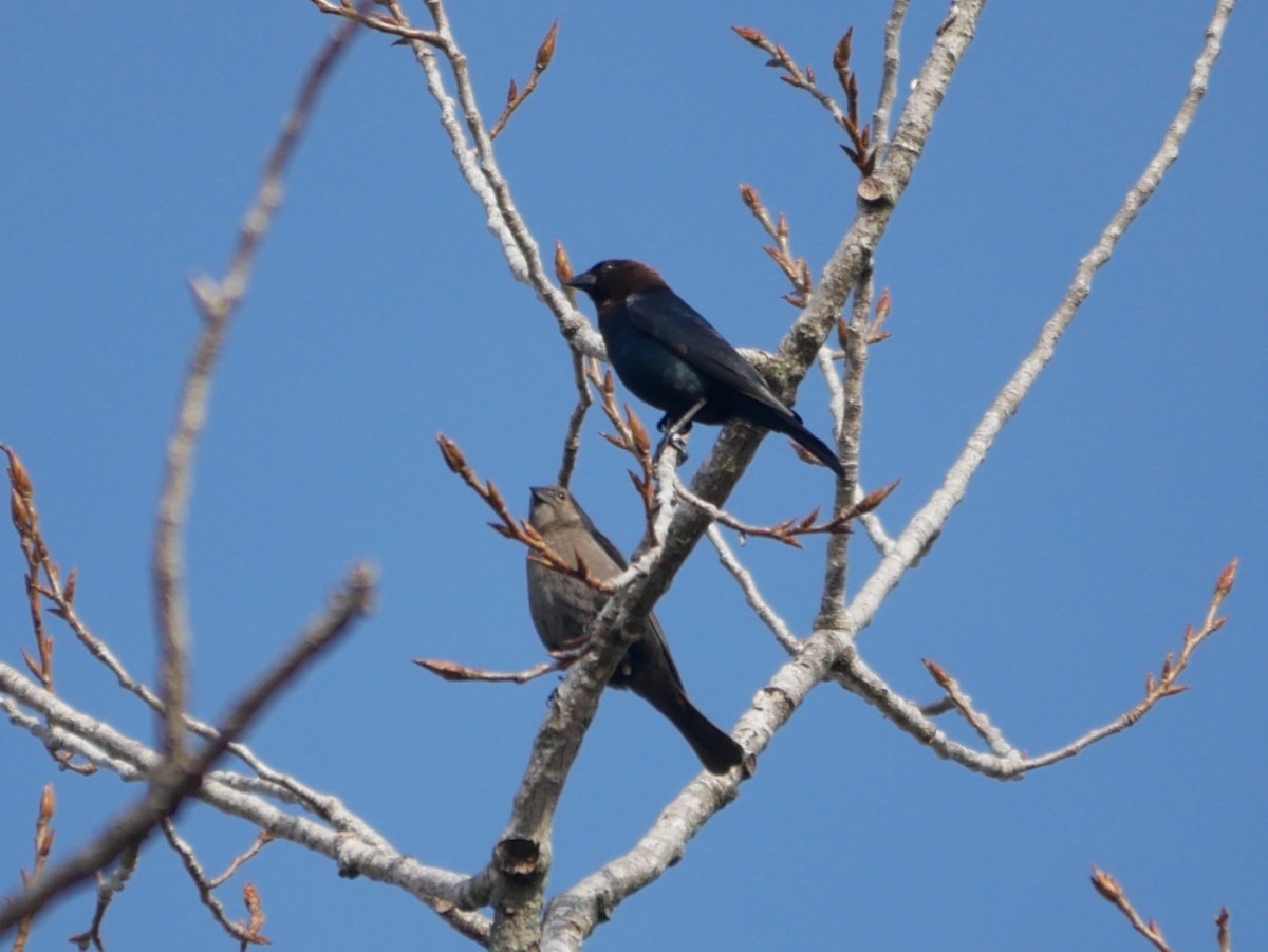Brown-headed Cowbird - ML652196072