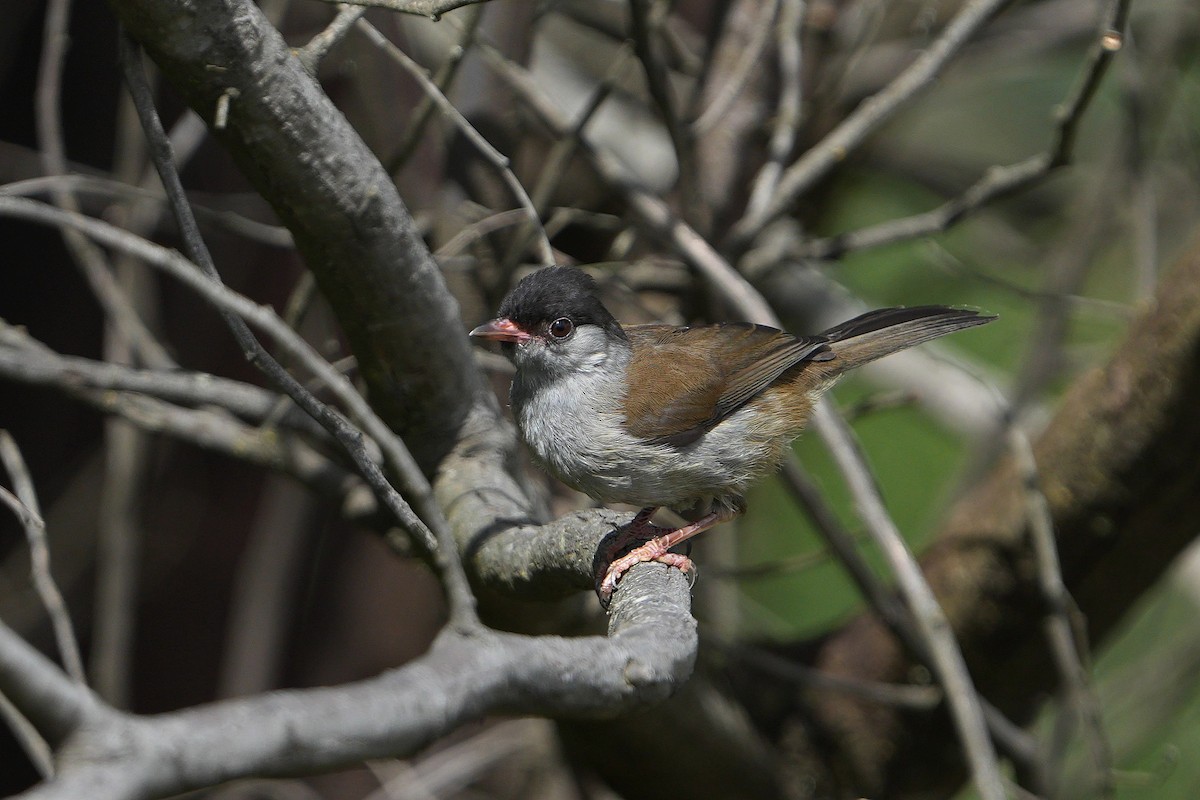 Bush Blackcap - ML652196140