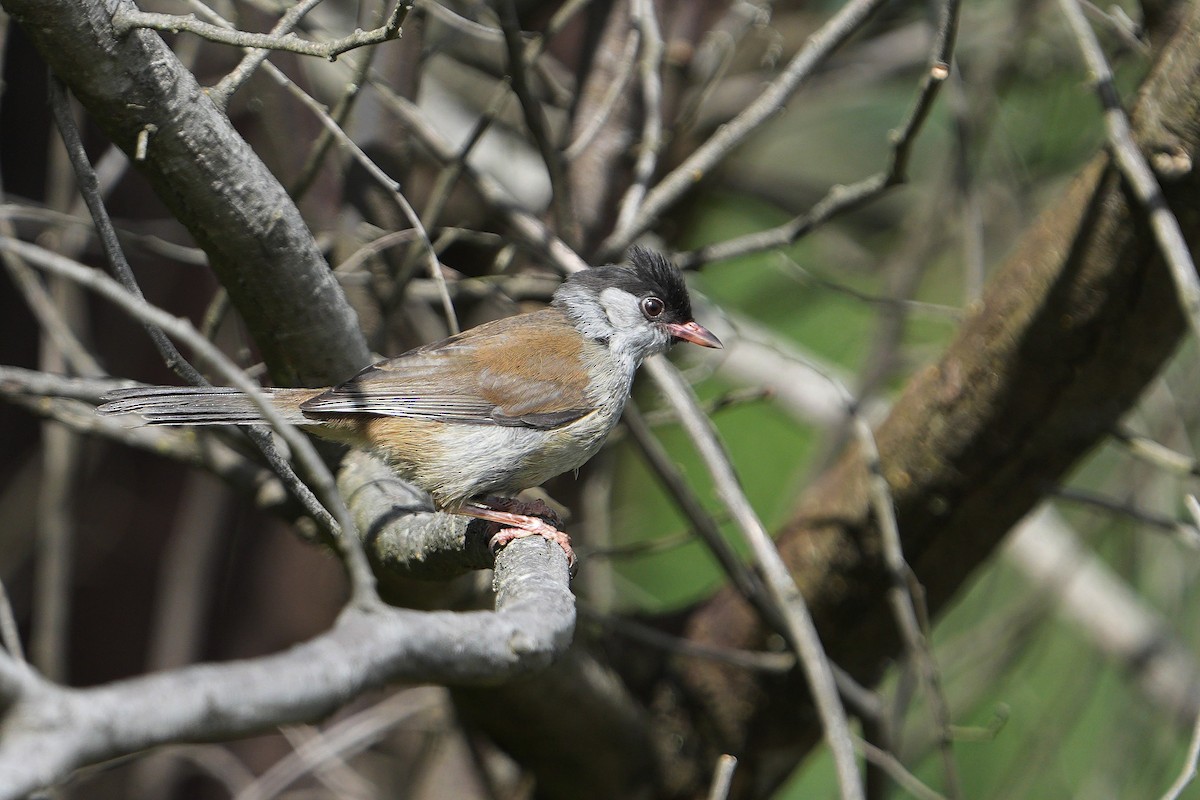 Bush Blackcap - ML652196141