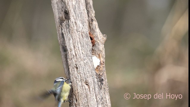 Herrerillo Común - ML652196233