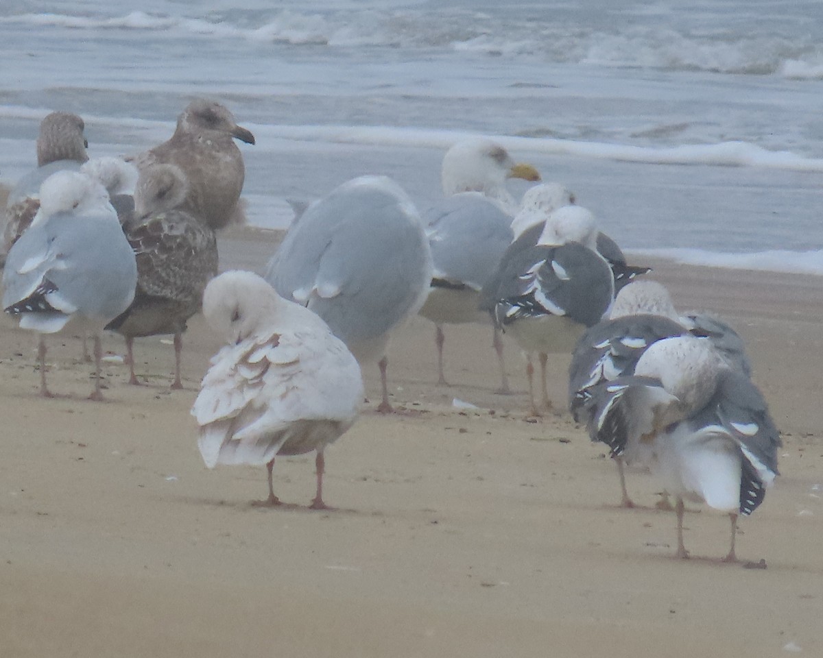 Мартин гренландський - ML652196456