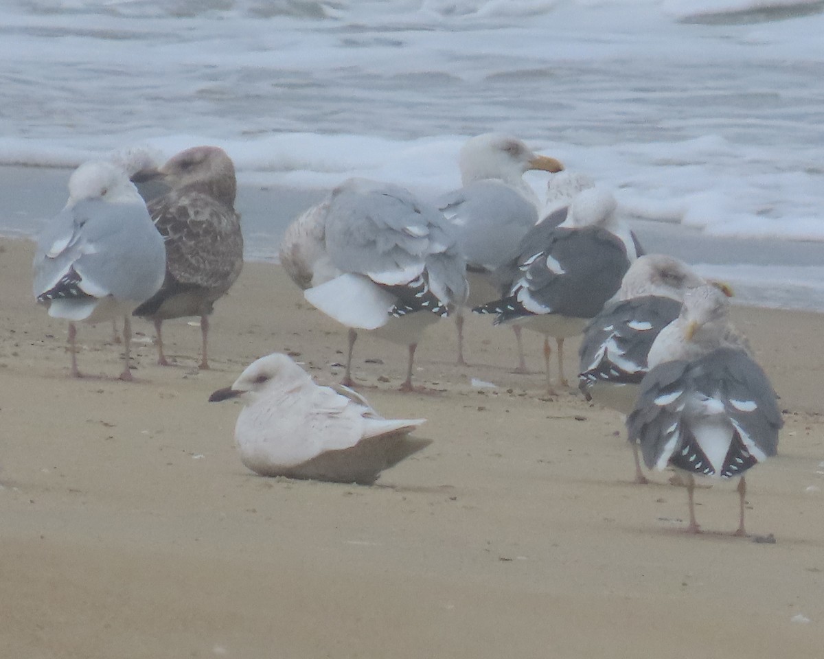 Мартин гренландський - ML652196458