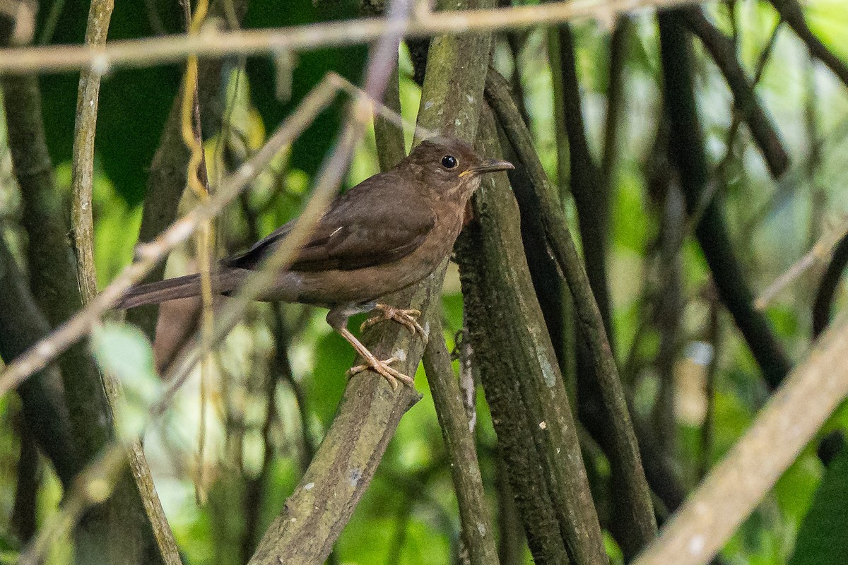 Yellow-legged Thrush - ML652196495