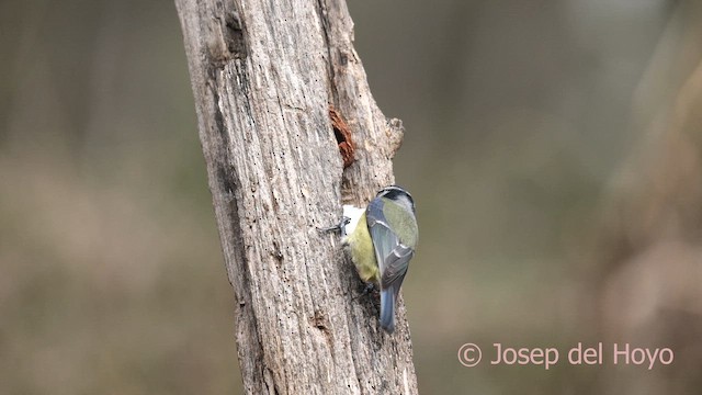 Herrerillo Común - ML652196527