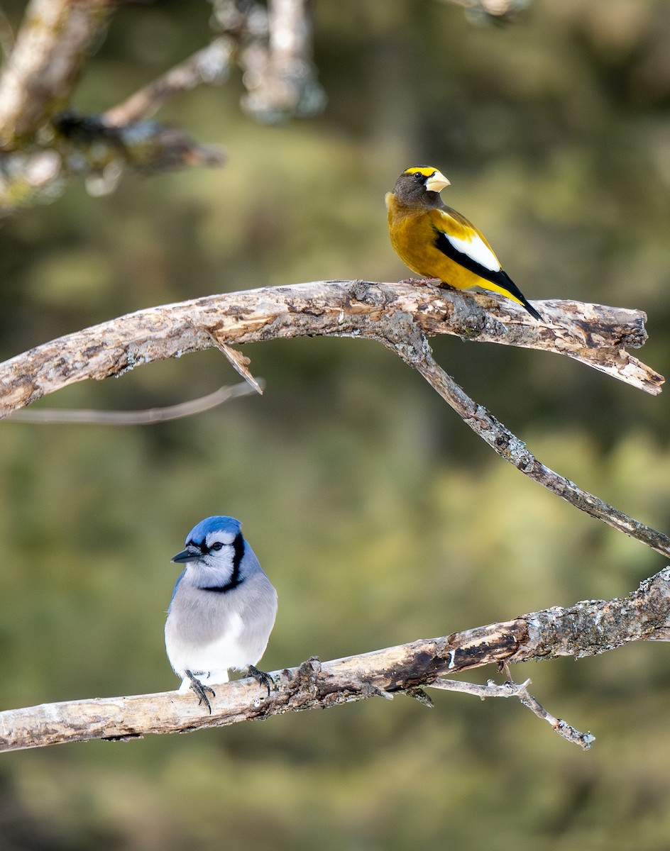 Chara Azul - ML652196692