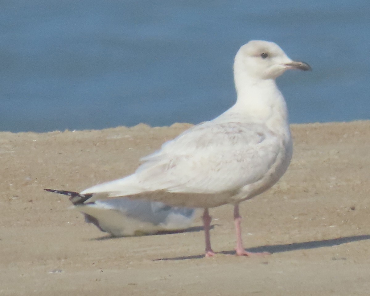 Мартин гренландський - ML652196970