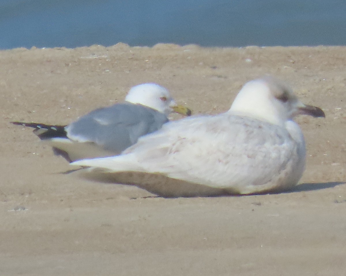 Мартин гренландський - ML652196971