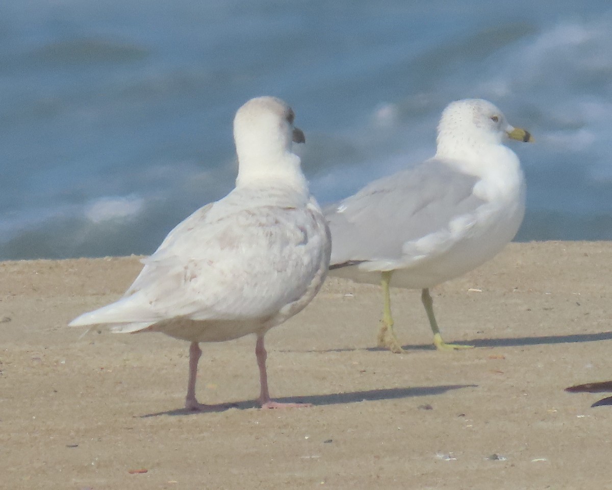 Мартин гренландський - ML652196972