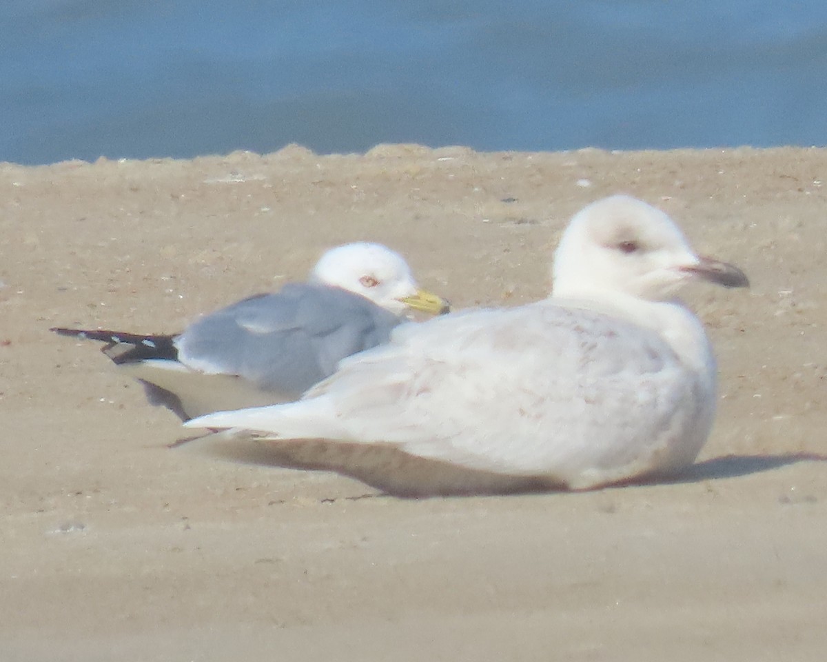 Мартин гренландський - ML652196973