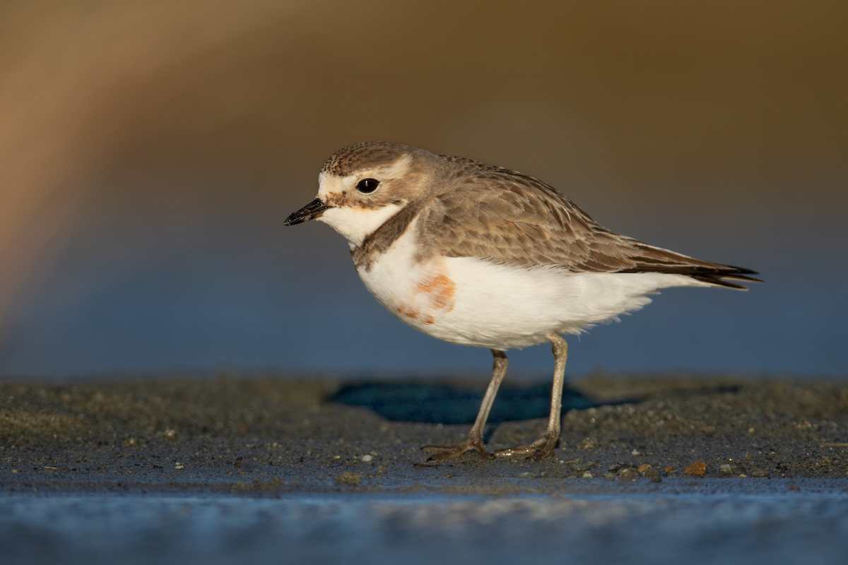 Double-banded Plover - ML652197228