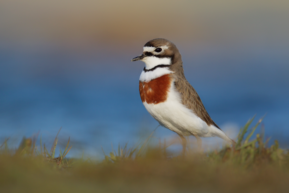 Double-banded Plover - ML652197272