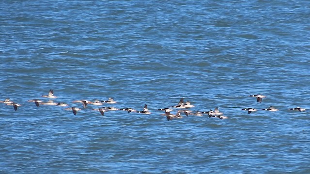 Red-breasted Merganser - ML652197508